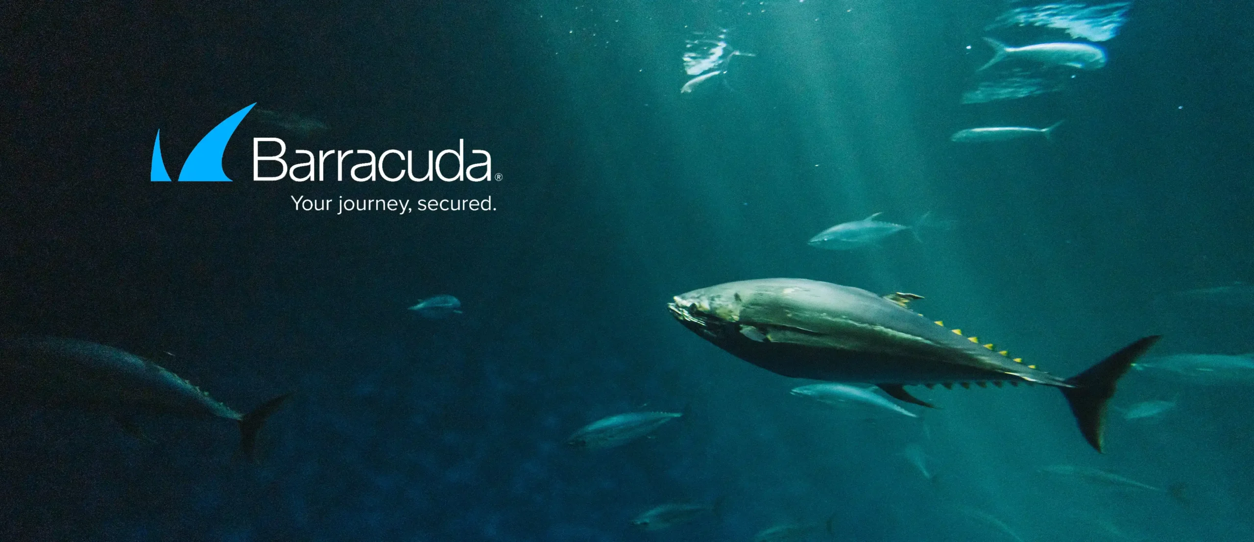 Barracuda Header WEB
